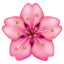 Flor de Cerezo